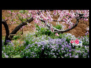 Located in the northeast section of Beijing, Pinggu is best known for its bountiful peach harvests. The annual Pinggu International Peach Festival will be held in April, offering travelers the opportunity to enjoy its massive, 220,000-mu (147 square-kilometer) peach garden. [China.org.cn]