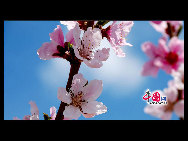 Located in the northeast section of Beijing, Pinggu is best known for its bountiful peach harvests. The annual Pinggu International Peach Festival will be held in April, offering travelers the opportunity to enjoy its massive, 220,000-mu (147 square-kilometer) peach garden. [China.org.cn]