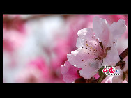 Located in the northeast section of Beijing, Pinggu is best known for its bountiful peach harvests. The annual Pinggu International Peach Festival will be held in April, offering travelers the opportunity to enjoy its massive, 220,000-mu (147 square-kilometer) peach garden. [China.org.cn]