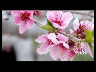 Located in the northeast section of Beijing, Pinggu is best known for its bountiful peach harvests. The annual Pinggu International Peach Festival will be held in April, offering travelers the opportunity to enjoy its massive, 220,000-mu (147 square-kilometer) peach garden. [China.org.cn]