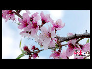 Located in the northeast section of Beijing, Pinggu is best known for its bountiful peach harvests. The annual Pinggu International Peach Festival will be held in April, offering travelers the opportunity to enjoy its massive, 220,000-mu (147 square-kilometer) peach garden. [China.org.cn]