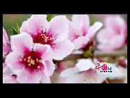 Located in the northeast section of Beijing, Pinggu is best known for its bountiful peach harvests. The annual Pinggu International Peach Festival will be held in April, offering travelers the opportunity to enjoy its massive, 220,000-mu (147 square-kilometer) peach garden. [China.org.cn]