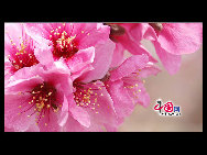 Located in the northeast section of Beijing, Pinggu is best known for its bountiful peach harvests. The annual Pinggu International Peach Festival will be held in April, offering travelers the opportunity to enjoy its massive, 220,000-mu (147 square-kilometer) peach garden. [China.org.cn]