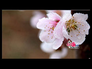 Located in the northeast section of Beijing, Pinggu is best known for its bountiful peach harvests. The annual Pinggu International Peach Festival will be held in April, offering travelers the opportunity to enjoy its massive, 220,000-mu (147 square-kilometer) peach garden. [China.org.cn]