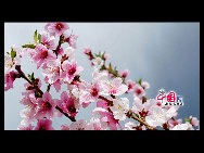 Located in the northeast section of Beijing, Pinggu is best known for its bountiful peach harvests. The annual Pinggu International Peach Festival will be held in April, offering travelers the opportunity to enjoy its massive, 220,000-mu (147 square-kilometer) peach garden. [China.org.cn]