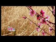 Located in the northeast section of Beijing, Pinggu is best known for its bountiful peach harvests. The annual Pinggu International Peach Festival will be held in April, offering travelers the opportunity to enjoy its massive, 220,000-mu (147 square-kilometer) peach garden. [China.org.cn]