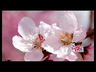 Located in the northeast section of Beijing, Pinggu is best known for its bountiful peach harvests. The annual Pinggu International Peach Festival will be held in April, offering travelers the opportunity to enjoy its massive, 220,000-mu (147 square-kilometer) peach garden. [China.org.cn]