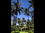 Located in Haitang Bay north of Sanya, Wuzhizhou Island is the 'No. 1 bay under the sun.' It is one of the rare islands that has freshwater in Hainan. It has more than 2,000 types of plants, including the precious dracaena. Wuzhizhou Island boasts pleasant temperature year-round, clean water and various kinds of tropical fish and seafood, such as sea cucumber, lobster, mackerel and sea urchin,. The sea visibility down to 27 meters makes it the best place for diving in China. [KIIII/bbs.fengniao.com]