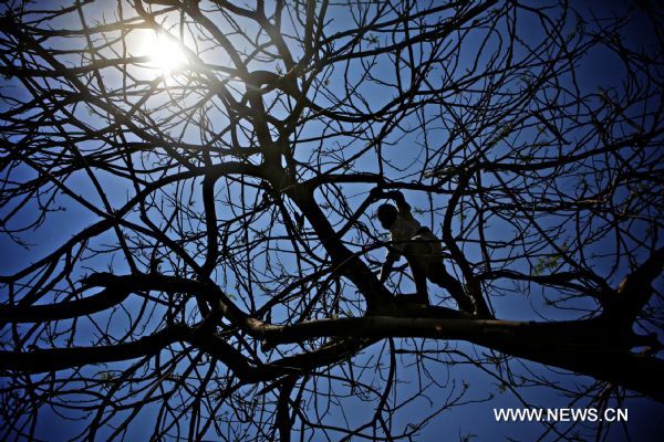 A child climbs a tree during the traditional festival &apos;the Day of Beneficial Wind&apos; in Cairo, Egypt, April 25, 2011. (Xinhua/Cai Yang) (xhn) 