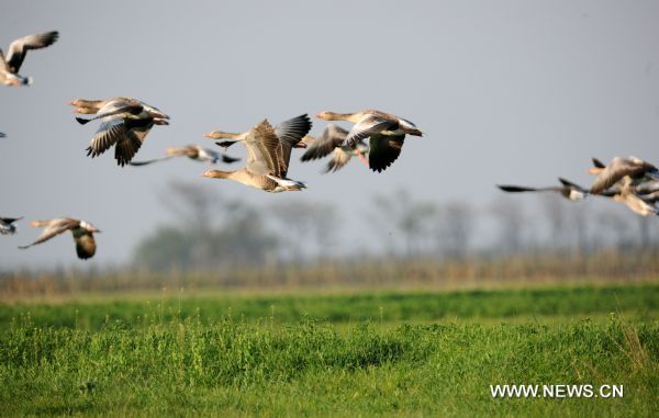 Greylag Goose are seen near Apetlon in the Neusiedler See-Seewinkel National park, Austria, April 24, 2011. [Xinhua] 