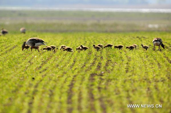 Greylag Goose and their young are seen near Apetlon in the Neusiedler See-Seewinkel National park, Austria, April 24, 2011. (Xinhua/Xu Liang) (xhn) 