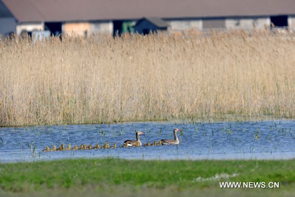 Greylag Goose and their young are seen near Apetlon in the Neusiedler See-Seewinkel National park, Austria, April 24, 2011. 