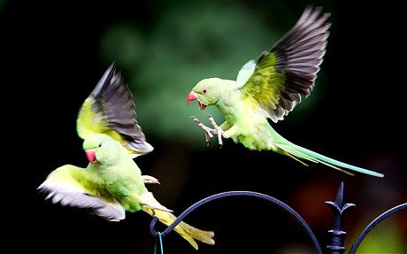 Parakeets on a bird feeder in a back garden in south London. It is feared they could push out native species of birds. 