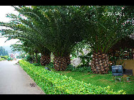 Located in the northeast suburbs of Kunming, Kunming World Horticultural Expo Garden is the site of the 1999 Kunming International Horticultural Exposition. It consists of five big exhibition halls (China Hall, International Hall, Man and Nature Hall, Green House Hall, and Science and Technology Hall), seven theme gardens,three outdoor showplaces and two big squares. [一见如故/forums.nphoto.net]