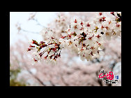 Situated in the southwest suburb of the city, 4 kilometers away from the urban area, Taihu Lake Scenery Zone consists of Meiliang Lake scenery zone and Lihu scenery zone. Meiliang Lake is a bay of Taihu Lake covering approximately 200 square kilometers. It is the best spot of Taihu Lake Scenery Zone with Turtle Head Islet as its main part. Turtle Head Islet was originally founded in 1918. [China.org.cn] 