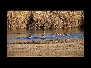 Moon Lake is situated in the hinterland of Tenggeli Desert, Alxa League of north China's Inner Mongolia Autonomous Region. Moon Lake is abeautiful and magic natural freshwater lake. With an area of three sq.kilometers, the lake resembles the shape of a map of China.[草原上的风/Forums.nphoto] 
