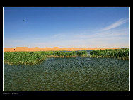 Moon Lake is situated in the hinterland of Tenggeli Desert, Alxa League of north China's Inner Mongolia Autonomous Region. Moon Lake is abeautiful and magic natural freshwater lake. With an area of three sq.kilometers, the lake resembles the shape of a map of China.[西部老马/bbs.fengniao.com]