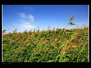 Moon Lake is situated in the hinterland of Tenggeli Desert, Alxa League of north China's Inner Mongolia Autonomous Region. Moon Lake is abeautiful and magic natural freshwater lake. With an area of three sq.kilometers, the lake resembles the shape of a map of China.[西部老马/bbs.fengniao.com]