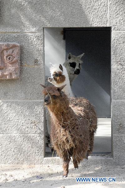 Three alpaca look around at their new home in Beijing Zoo in Beijing, capital of China, April 27, 2011. The new pavilion for American animals was completed in Beijing Zoo recently. Several animals, such as alpaca, ant bears and bison, moved to the new pavilion on Wednesday afternoon. They will meet visitors at their new home during the coming May Day holiday. [Xinhua]