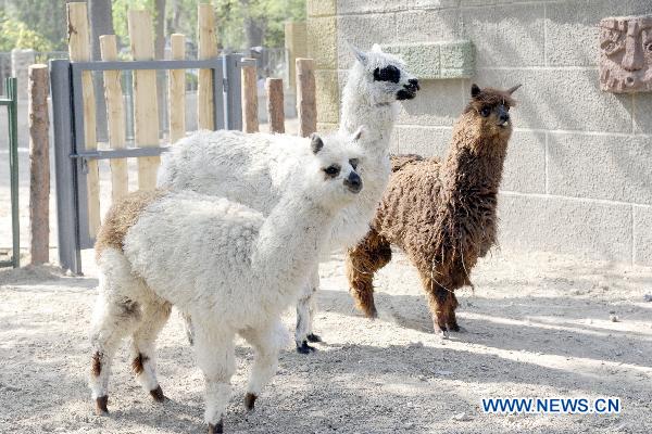 Three alpaca arrive at their new home in Beijing Zoo in Beijing, capital of China, April 27, 2011. The new pavilion for American animals was completed in Beijing Zoo recently. Several animals, such as alpaca, ant bears and bison, moved to the new pavilion on Wednesday afternoon. They will meet visitors at their new home during the coming May Day holiday