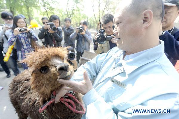 Several animals move to new home at Beijing Zoo 