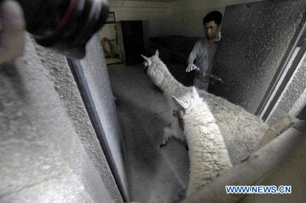 Two alpaca run into their new home in Beijing Zoo in Beijing, capital of China, April 27, 2011. The new pavilion for American animals was completed in Beijing Zoo recently. Several animals, such as alpaca, ant bears and bison, moved to the new pavilion on Wednesday afternoon. They will meet visitors at their new home during the coming May Day holiday.