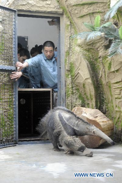 An ant bear arrives at the new home in Beijing Zoo in Beijing, capital of China, April 27, 2011. The new pavilion for American animals was completed in Beijing Zoo recently. Several animals, such as alpaca, ant bears and bison, moved to the new pavilion on Wednesday afternoon. They will meet visitors at their new home during the coming May Day holiday.