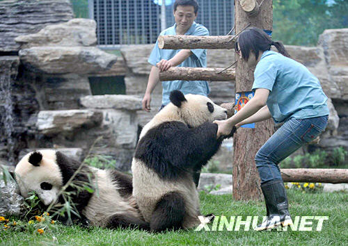 Giant pandas play with the keepers at the Wolong Nature Reserve. [Xinhua file photo]