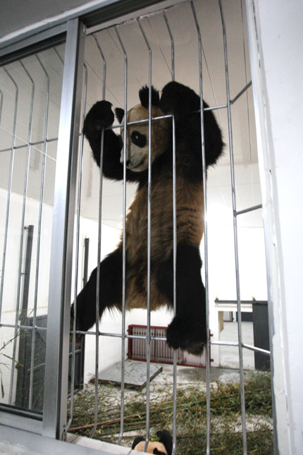 Panda cub Hua Ao climbs the bars of a special pavilion at Nanshan Park in Yantai City, Shandong Province. [Shanghai Daily]