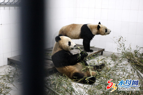 Giant pandas Hua Ao and Qing Feng, both aged 4, arrived in at Nanshan Park in Yantai City, Shandong Province yesterday. They were expected to meet their first visitors today. They will stay here until the end of 2012. [shm.com.cn]