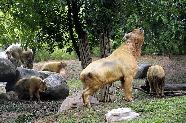 Golden takins play in Xiangjiang Wild Animals Zoo in Guangzhou, south China&apos;s Guangdong Province, April 30, 2011. [Xinhua]