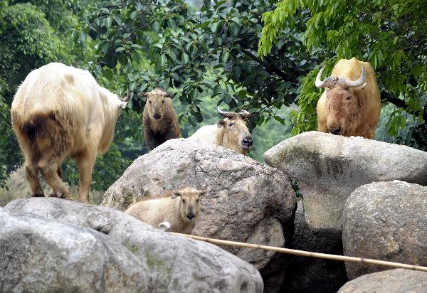 Golden takins play in Xiangjiang Wild Animals Zoo in Guangzhou, south China&apos;s Guangdong Province, April 30, 2011. 