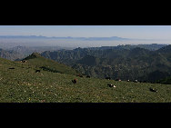 Crowned as the highest mountain in outskirts of Beijing, Lingshan Mountain has an average temperature of 12 degrees Celsius lower than downtown Beijing. And the top of the mountain is covered with snow all year round. Despite the extreme summer heat in downtown Beijing, Lingshan Mountain has its springtime now. Meadows thrive with green grass, languid white sheep wander across the meadow, and you can see outlines of distant mountains in the clear sky.[奔牛牛/forums.nphoto.net]