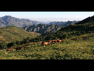 Crowned as the highest mountain in outskirts of Beijing, Lingshan Mountain has an average temperature of 12 degrees Celsius lower than downtown Beijing. And the top of the mountain is covered with snow all year round. Despite the extreme summer heat in downtown Beijing, Lingshan Mountain has its springtime now. Meadows thrive with green grass, languid white sheep wander across the meadow, and you can see outlines of distant mountains in the clear sky.[奔牛牛/forums.nphoto.net]