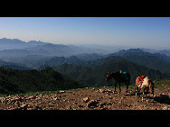 Crowned as the highest mountain in outskirts of Beijing, Lingshan Mountain has an average temperature of 12 degrees Celsius lower than downtown Beijing. And the top of the mountain is covered with snow all year round. Despite the extreme summer heat in downtown Beijing, Lingshan Mountain has its springtime now. Meadows thrive with green grass, languid white sheep wander across the meadow, and you can see outlines of distant mountains in the clear sky.[奔牛牛/forums.nphoto.net]