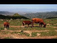 Crowned as the highest mountain in outskirts of Beijing, Lingshan Mountain has an average temperature of 12 degrees Celsius lower than downtown Beijing. And the top of the mountain is covered with snow all year round. Despite the extreme summer heat in downtown Beijing, Lingshan Mountain has its springtime now. Meadows thrive with green grass, languid white sheep wander across the meadow, and you can see outlines of distant mountains in the clear sky.[奔牛牛/forums.nphoto.net]