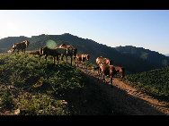 Crowned as the highest mountain in outskirts of Beijing, Lingshan Mountain has an average temperature of 12 degrees Celsius lower than downtown Beijing. And the top of the mountain is covered with snow all year round. Despite the extreme summer heat in downtown Beijing, Lingshan Mountain has its springtime now. Meadows thrive with green grass, languid white sheep wander across the meadow, and you can see outlines of distant mountains in the clear sky.[奔牛牛/forums.nphoto.net]