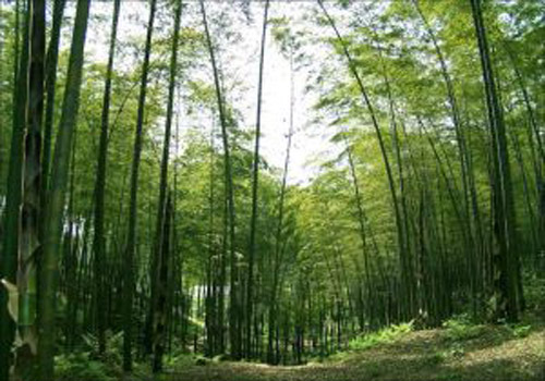 South Sichuan Bamboo Sea, one of the 'Top 8 May destinations in China' by China.org.cn