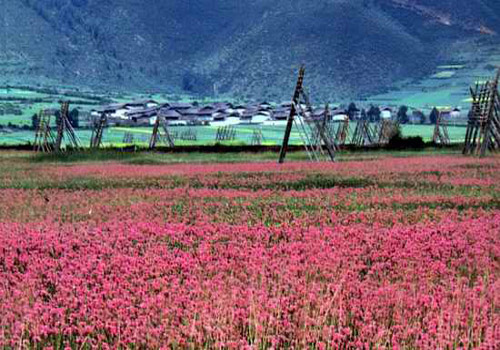 Shangri-La, one of the 'Top 8 May destinations in China' by China.org.cn