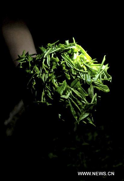 Fresh tealeaves are seen to make Enshi Yulu Tea or the Jade Dew Tea in Enshi Tujia and Miao Autonomous Prefecture, central China's Hubei province, April 30, 2011. [Xinhua]