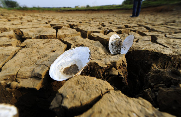 Mussels are pictured at the bottom of a dried out pond in Xiaochang county, Hubei province, May 3, 2011.
