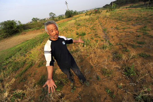 A farmer stands in a rape field that has not yielded a harvest because of lingering drought conditions in Xiaochang county, Central China&apos;s Hubei province, May 3, 2011. [Xinhua] 
