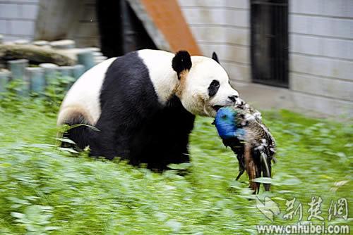 Visitors to Wuhan Zoo were left stunned after seeing panda Hope&apos;s angry side when she killed a peacock right in front of them.