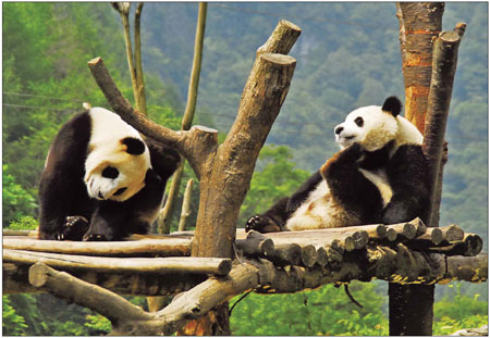 Two giant pandas at the China Conservation and Research Center for Giant Pandas before the Sichuan earthquake. [China Daily]