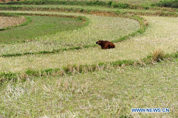 A cow rests on a field on which ploughing and sowing work has been delayed by continuous drought in Dawu County in central China's Hubei Province, May 4, 2011. [Xinhua] 
