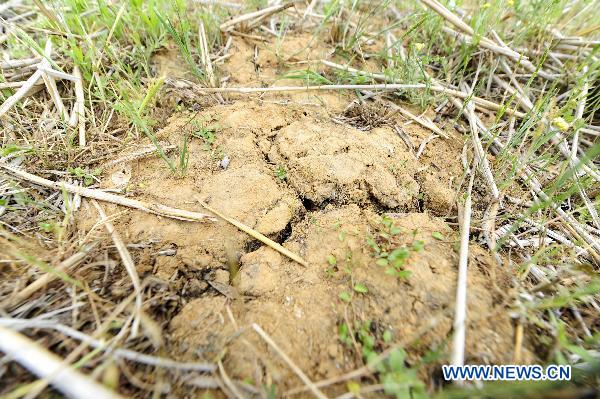 Photo taken on May 4, 2011 shows cracked soil caused by draught in Dawu County in central China's Hubei Province. A serious drought has hit Hubei Province since November of 2010, bringing one-third of its counties and cities under serious water shortage. [Xinhua] 