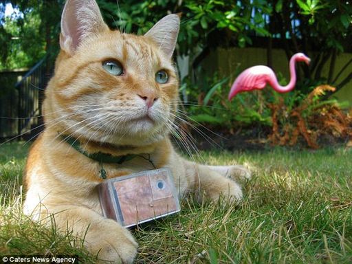 Pictures taken by the timer-operated camera worn by Cooper the cat have sold for hundreds of pounds.