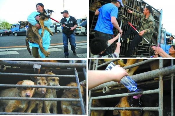 On April 15 animal lovers dramatically rescued 520 dogs from a truck that was taking them to the slaughterhouse. After using their cars to blockade the truck for 15 hours, the activists paid a 100,000 yuan ransom to save the dogs from their date with the dinner table. 