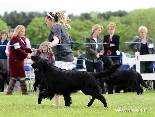 An exhibitor displays her Flat-coated Retriever during the National Dog Show in Stafford, north of Birmingham, Britain, May 8, 2011. The annual National Dog Show, organized by the Birmingham Dog Show Society since 1859, was held in Stafford from May 5 to 8, judging over 15,000 dogs from around 200 breeds. [Zeng Yi/Xinhua]
