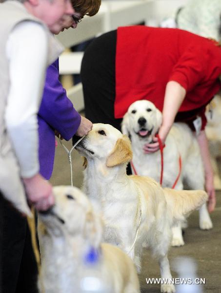 Exhibitors display their Golden Retrievers during the National Dog Show in Stafford, north of Birmingham, Britain, May 8, 2011. The annual National Dog Show, organized by the Birmingham Dog Show Society since 1859, was held in Stafford from May 5 to 8, judging over 15,000 dogs from around 200 breeds. [Zeng Yi/Xinhua]